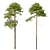 Scots Pine 3D Model Library 3D model small image 3