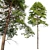 Scots Pine 3D Model Library 3D model small image 4