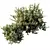 Dwarf Olive Topiary Shrubs 3D 3D model small image 3