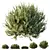 Little Ollie Dwarf Olive Bush 3D model small image 1