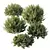 Little Ollie Dwarf Olive Bush 3D model small image 2