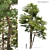 Scots Pine Tree 3D Model 3D model small image 1