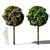 Green Dwarf Quercus Palustris Tree 3D model small image 5