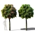 Green Dwarf Quercus Palustris Tree 3D model small image 6