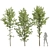 Alnus Glutinosa Trio 3D Models 3D model small image 7