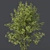 Alnus Glutinosa Trio 3D Models 3D model small image 2
