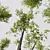 Alnus Glutinosa Trio 3D Models 3D model small image 3