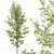 Alnus Glutinosa Trio 3D Models 3D model small image 4