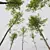 Alnus Glutinosa Trio 3D Models 3D model small image 5