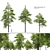 Scots Pine Tree Collection VRay 3D model small image 1