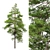 Scots Pine Tree Collection VRay 3D model small image 4