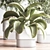 Modern Indoor Plant Set 3D 3D model small image 5