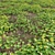  Diverse 3D Plant Models Collection 3D model small image 2