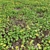 Diverse 3D Plant Models Collection 3D model small image 3