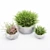 Vray Render Outdoor Plant 3D 3D model small image 4