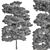 Sequoia Camphor Tree Collection 3D model small image 4