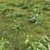 Versatile 3D Plant Modeling Collection 3D model small image 2