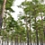 Scots Pine 3-tree Models 3D model small image 2