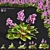 Heartleaf Bergenia Flower Bundle 3D model small image 1