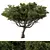 Contemporary Acacia Tree Sculpture 3D model small image 1