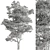 Hackberries Tree Set 257: Grow Your Garden's Charm 3D model small image 4