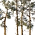 Winter Pine Trees in Snow 3D model small image 4