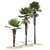 Trachycarpus fortunei Palm Tree Models 3D model small image 3