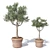 Potted Olive Tree Duo Set 3D model small image 3