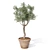 Mini Olive Tree in Pot 3D model small image 3