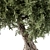 Modern Olive Tree Sculpture Display 3D model small image 2