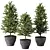Evergreen Indoor Pine Tree No.69 3D model small image 1
