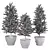 Evergreen Indoor Pine Tree No.69 3D model small image 3