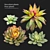 Set of Four Succulent Plants 3D model small image 1