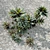  Assorted Succulent Plants Set 3D model small image 3