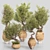 Modern Indoor Plant Set 3D 3D model small image 9