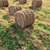 Rustic Farm Field Environment 3 3D model small image 1