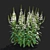 White Physostegia Flowers Collection 3D model small image 4