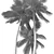 Coconut Palm Tree 3D model small image 4