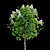 Catalpa Catawba Flowering Tree 3D model small image 4