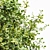 Seasonal Tree 3D Model Collection 3D model small image 2