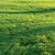 Pro Render Grass Pack 3D model small image 1