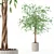 Modern Ficus Benjamina Plant Set 3D model small image 1