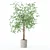 Modern Ficus Benjamina Plant Set 3D model small image 3