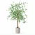 Modern Ficus Benjamina Plant Set 3D model small image 5