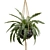 Exotic Indoor Hanging Plant Models 3D model small image 4