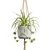 Exotic Indoor Hanging Plant Models 3D model small image 6