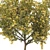 Autumn Maple Tree tendrils 3D model small image 2