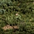 Rectangular Grass Set for Scattering 3D model small image 6
