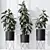 Ficus Elastica Melany HQ HousePlants 3D model small image 2