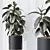 Ficus Elastica Melany HQ HousePlants 3D model small image 3
